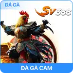 đá gà bk8